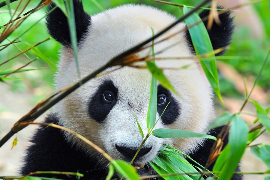 A giant panda, Chengdhu, China