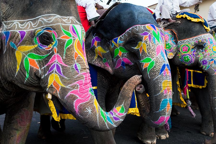 Painted elephants, Jaipur, India