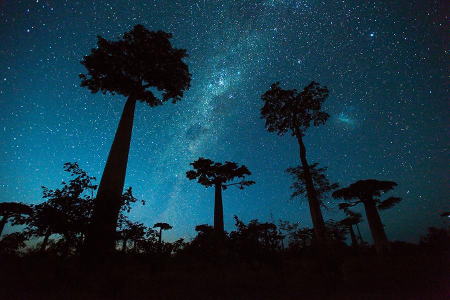 Baobab trees at night, Madagascar
