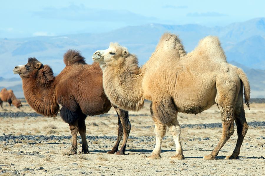 Camel ride across the dunes of the Gobi Desert