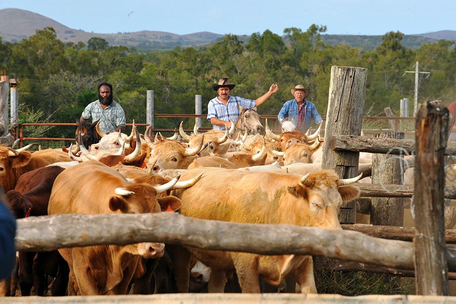 Caledonian cattle farms are managed by &quot;broussards&quot; (bush locals)
