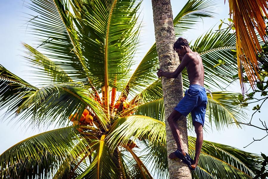 A man collecting coconuts, Bentota, Sri Lanka