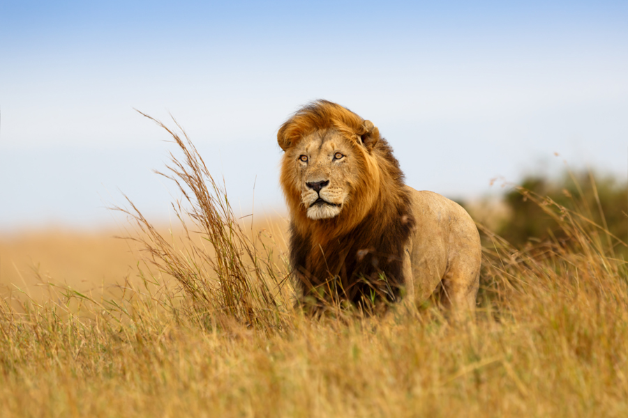  A lion in the Serengeti, Tanzania