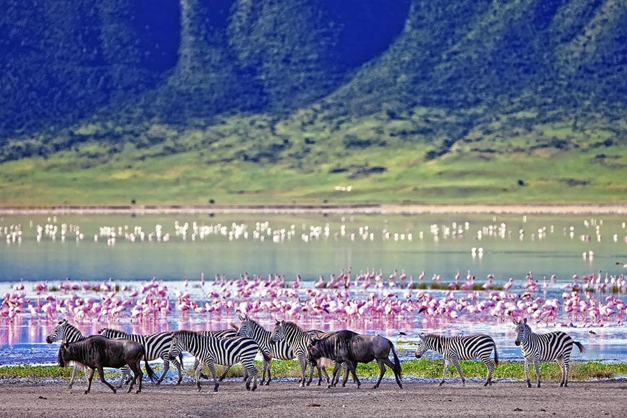 View the abundant wildlife in the spectacular Ngorongoro Crater