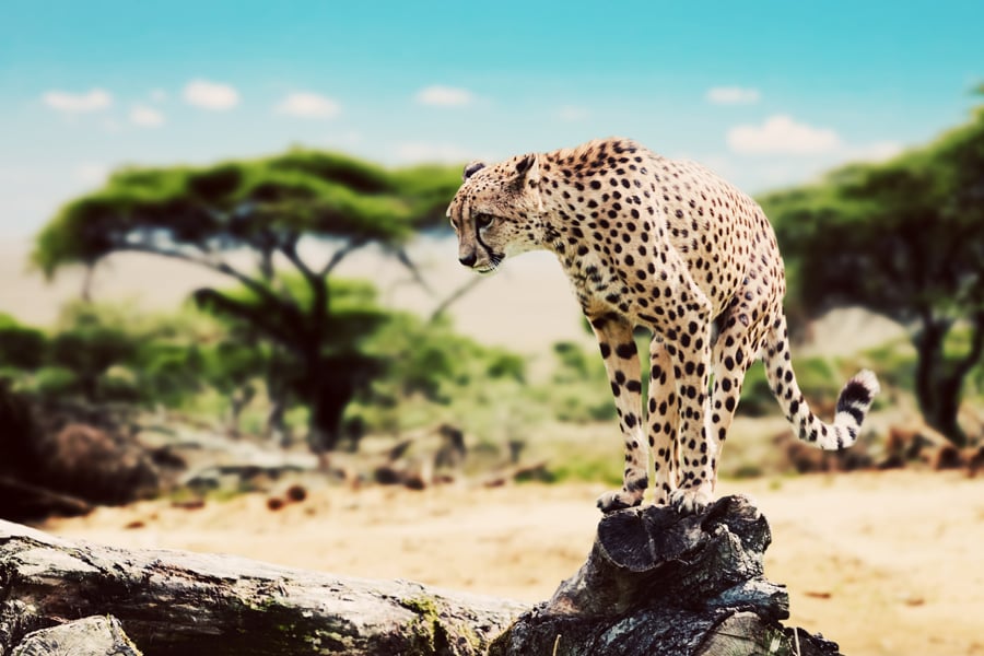 Cheetah in Tanzania| Top 10 things to do in Tanzania