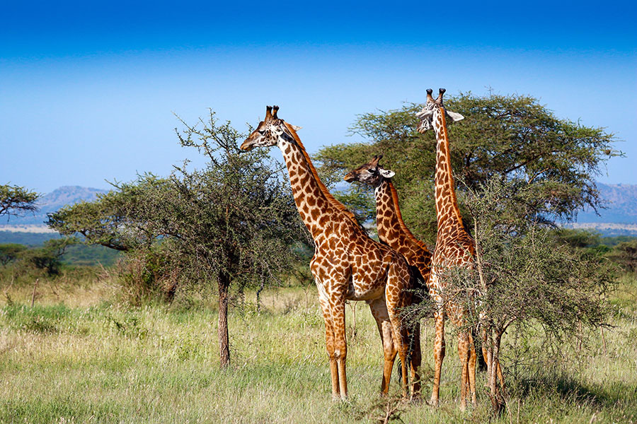 Watch giraffes nibble from the lush trees