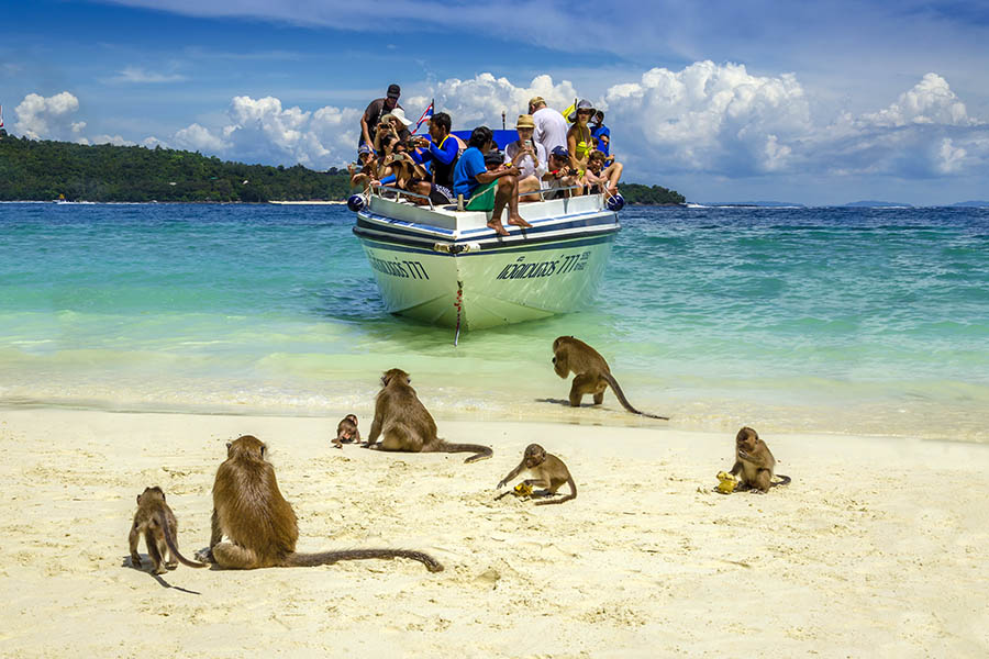 Visit the aptly named Monkey Beach