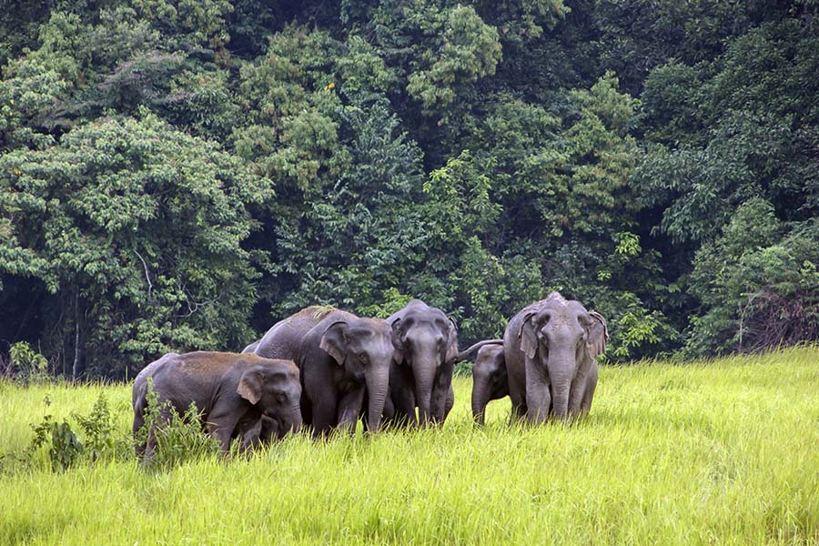 Elephants grazing in Thailand