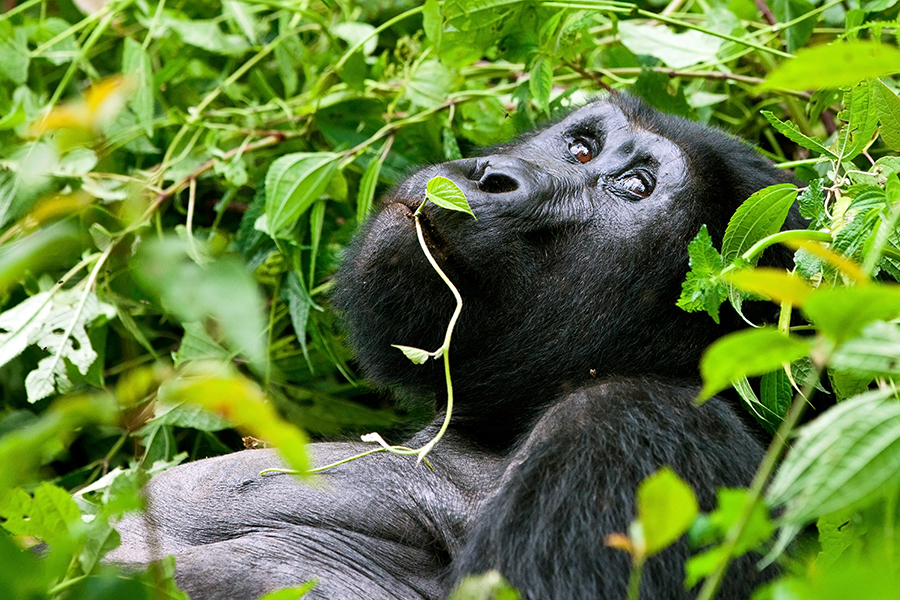 Mountain Gorilla, Bwindi National Park, Uganda Mountain Gorilla, Bwindi National Park, Uganda