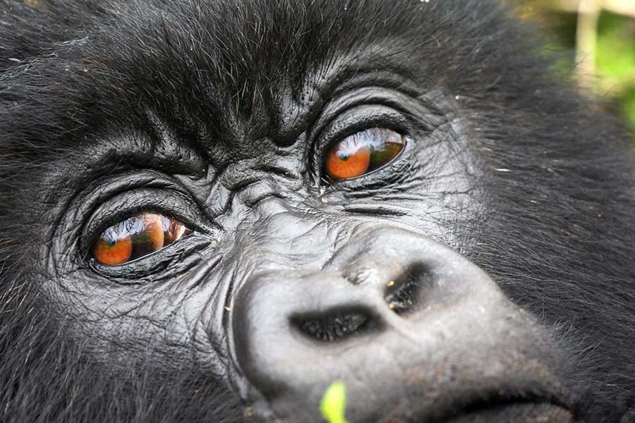 A close up of a gorilla's face 