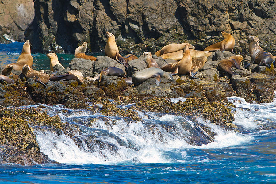 Discover the wildlife in the Channel Islands National Park