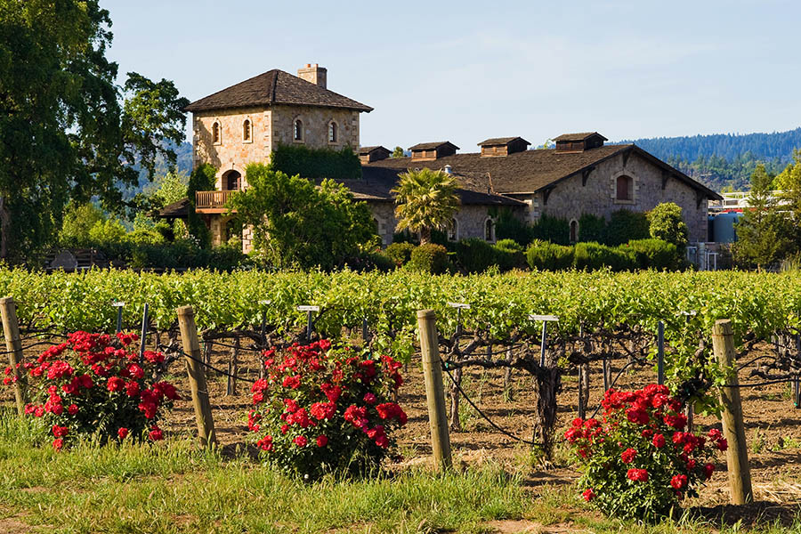 Discover world class wines in the Napa Valley