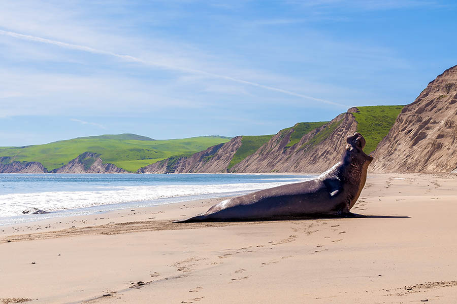 Discover the windswept beaches of Point Reyes National Seashore