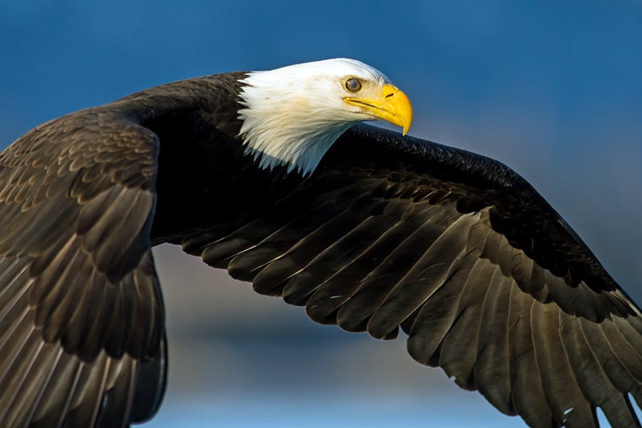 Golden eagle, Alaska, USA