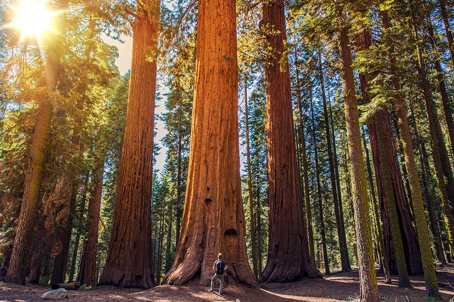 You'll be dwarfed by giant redwood trees