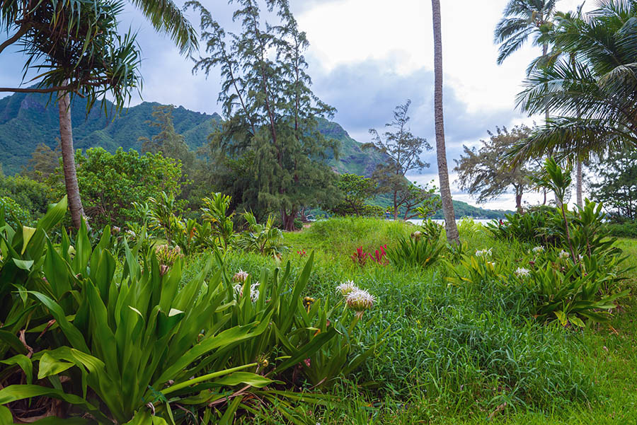 Get away from Honolulu and discover the lush Hawaiian vegetation