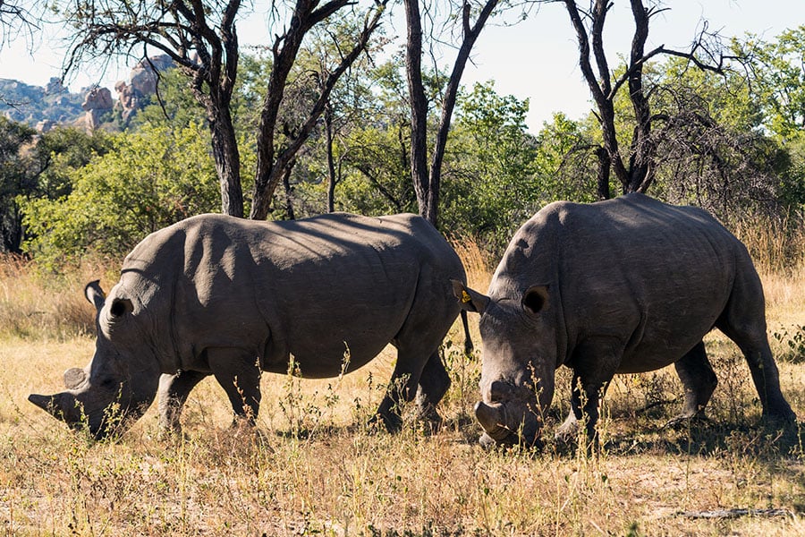 Spot elusive rhino in Matobo National Park